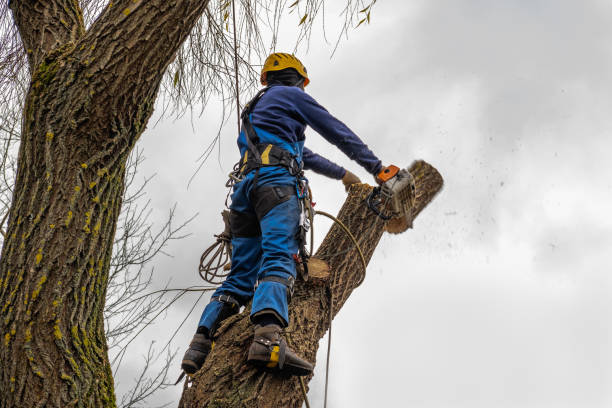 Best Storm Damage Tree Cleanup  in Florence, KY